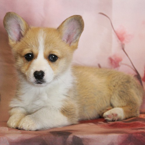 puppy, for, sale, Pembroke Welsh Corgi, Melvin  Fisher, dog, breeder, Coatesville, PA, dog-breeder, puppy-for-sale, forsale, nearby, find, puppyfind, locator, puppylocator, aca