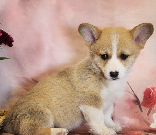 puppy, for, sale, Pembroke Welsh Corgi, Melvin  Fisher, dog, breeder, Coatesville, PA, dog-breeder, puppy-for-sale, forsale, nearby, find, puppyfind, locator, puppylocator, aca