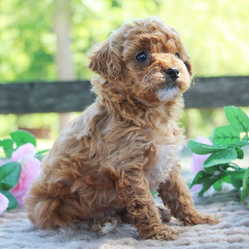 puppy, for, sale, Cavapoo, Daniel J. Stoltzfoos, dog, breeder, Coatesville, PA, dog-breeder, puppy-for-sale, forsale, nearby, find, puppyfind, locator, puppylocator, aca
