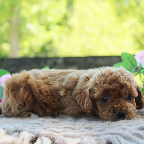puppy, for, sale, Cavapoo, Daniel J. Stoltzfoos, dog, breeder, Coatesville, PA, dog-breeder, puppy-for-sale, forsale, nearby, find, puppyfind, locator, puppylocator, aca