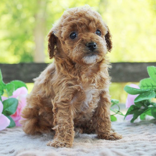 puppy, for, sale, Cavapoo, Daniel J. Stoltzfoos, dog, breeder, Coatesville, PA, dog-breeder, puppy-for-sale, forsale, nearby, find, puppyfind, locator, puppylocator, aca