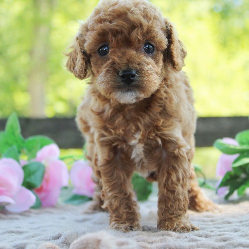 puppy, for, sale, Cavapoo, Daniel J. Stoltzfoos, dog, breeder, Coatesville, PA, dog-breeder, puppy-for-sale, forsale, nearby, find, puppyfind, locator, puppylocator, aca