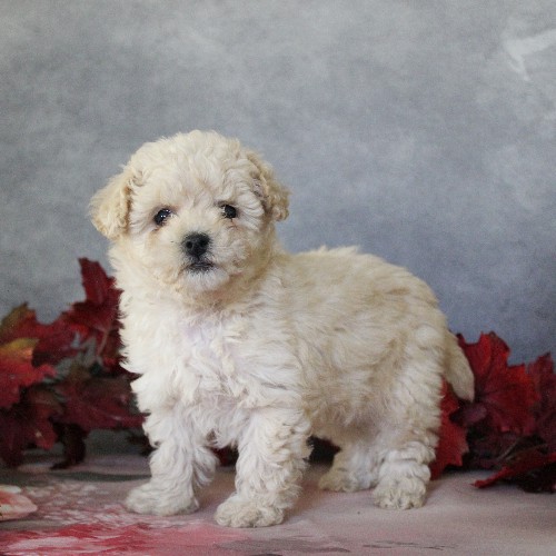 puppy, for, sale, Toy Poodle, Daniel J. Stoltzfoos, dog, breeder, Coatesville, PA, dog-breeder, puppy-for-sale, forsale, nearby, find, puppyfind, locator, puppylocator, aca