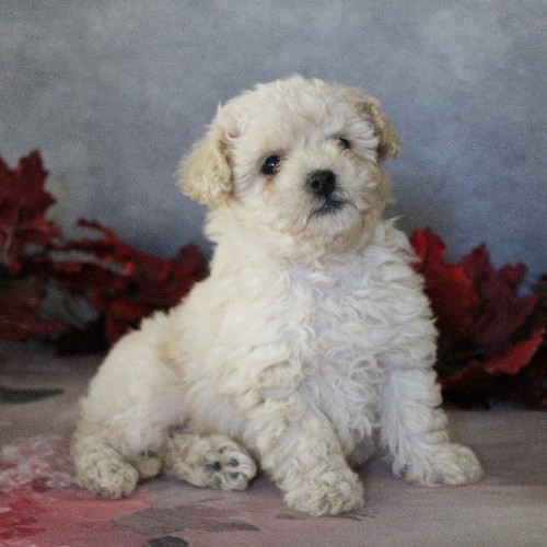 puppy, for, sale, Toy Poodle, Daniel J. Stoltzfoos, dog, breeder, Coatesville, PA, dog-breeder, puppy-for-sale, forsale, nearby, find, puppyfind, locator, puppylocator, aca