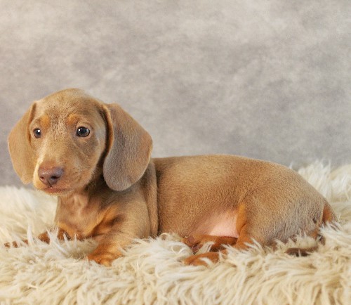 puppy, for, sale, Dachshund, Melvin  King, dog, breeder, Honey Brook, PA, dog-breeder, puppy-for-sale, forsale, nearby, find, puppyfind, locator, puppylocator, aca