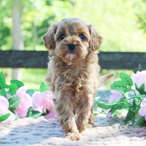 puppy, for, sale, Cavapoo, Daniel J. Stoltzfoos, dog, breeder, Coatesville, PA, dog-breeder, puppy-for-sale, forsale, nearby, find, puppyfind, locator, puppylocator, aca