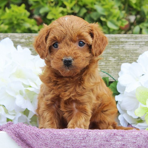 puppy, for, sale, Cavapoo, Daniel J. Stoltzfoos, dog, breeder, Coatesville, PA, dog-breeder, puppy-for-sale, forsale, nearby, find, puppyfind, locator, puppylocator, aca