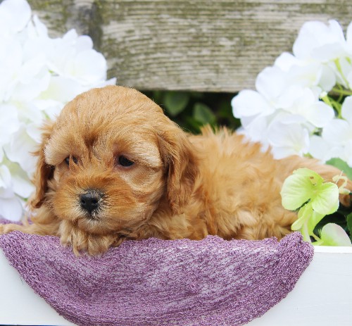 puppy, for, sale, Cavapoo, Daniel J. Stoltzfoos, dog, breeder, Coatesville, PA, dog-breeder, puppy-for-sale, forsale, nearby, find, puppyfind, locator, puppylocator, aca