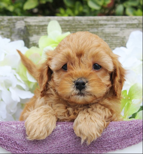 puppy, for, sale, Cavapoo, Daniel J. Stoltzfoos, dog, breeder, Coatesville, PA, dog-breeder, puppy-for-sale, forsale, nearby, find, puppyfind, locator, puppylocator, aca
