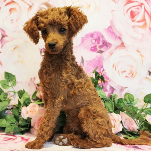 puppy, for, sale, Toy Poodle, Melvin  Fisher, dog, breeder, Coatesville, PA, dog-breeder, puppy-for-sale, forsale, nearby, find, puppyfind, locator, puppylocator, aca