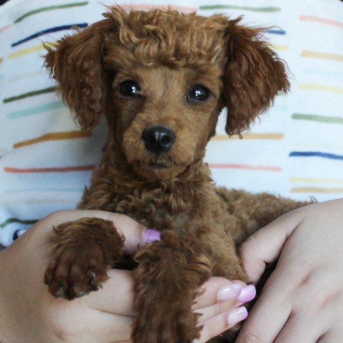 puppy, for, sale, Toy Poodle, Melvin  Fisher, dog, breeder, Coatesville, PA, dog-breeder, puppy-for-sale, forsale, nearby, find, puppyfind, locator, puppylocator, aca