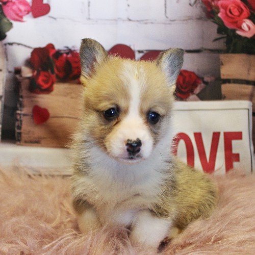 puppy, for, sale, Pembroke Welsh Corgi, Melvin  Fisher, dog, breeder, Coatesville, PA, dog-breeder, puppy-for-sale, forsale, nearby, find, puppyfind, locator, puppylocator, aca