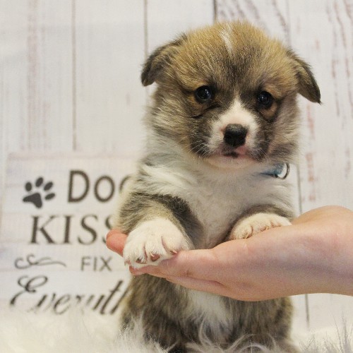 puppy, for, sale, Pembroke Welsh Corgi, Melvin  King, dog, breeder, Honey Brook, PA, dog-breeder, puppy-for-sale, forsale, nearby, find, puppyfind, locator, puppylocator, aca