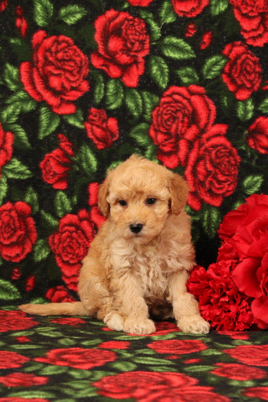 puppy, for, sale, Mini Goldendoodle F1BB, Matthew B. Stoltzfus, dog, breeder, Gap, PA, dog-breeder, puppy-for-sale, forsale, nearby, find, puppyfind, locator, puppylocator, aca