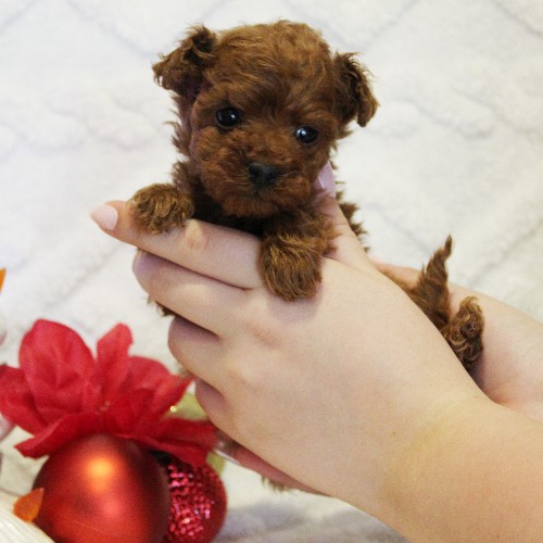 puppy, for, sale, Toy Poodle, Melvin  Fisher, dog, breeder, Coatesville, PA, dog-breeder, puppy-for-sale, forsale, nearby, find, puppyfind, locator, puppylocator, aca