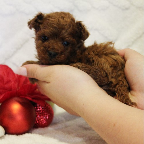 puppy, for, sale, Toy Poodle, Melvin  Fisher, dog, breeder, Coatesville, PA, dog-breeder, puppy-for-sale, forsale, nearby, find, puppyfind, locator, puppylocator, aca