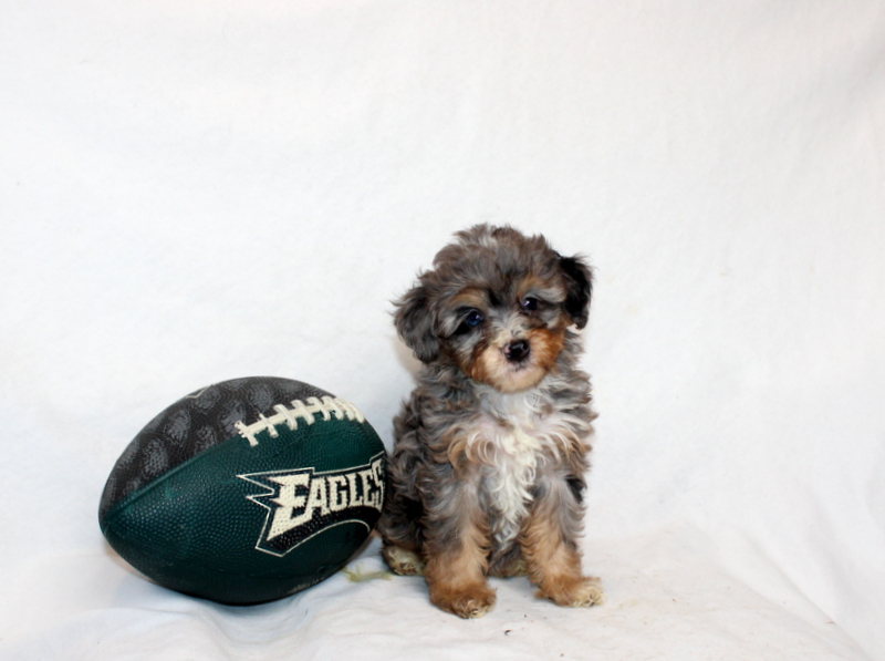 puppy, for, sale, Mini Bernedoodle F2, Matthew B. Stoltzfus, dog, breeder, Gap, PA, dog-breeder, puppy-for-sale, forsale, nearby, find, puppyfind, locator, puppylocator, aca
