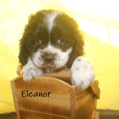 puppy, for, sale, Cocker Spaniel, Joe & Cherri  Overlease, dog, breeder, Miller, MO, dog-breeder, puppy-for-sale, forsale, nearby, find, puppyfind, locator, puppylocator, aca