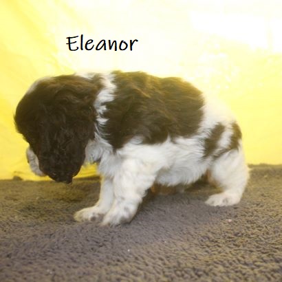 puppy, for, sale, Cocker Spaniel, Joe & Cherri  Overlease, dog, breeder, Miller, MO, dog-breeder, puppy-for-sale, forsale, nearby, find, puppyfind, locator, puppylocator, aca