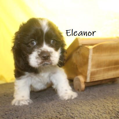 puppy, for, sale, Cocker Spaniel, Joe & Cherri  Overlease, dog, breeder, Miller, MO, dog-breeder, puppy-for-sale, forsale, nearby, find, puppyfind, locator, puppylocator, aca