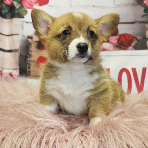 puppy, for, sale, Pembroke Welsh Corgi, Melvin  King, dog, breeder, Honey Brook, PA, dog-breeder, puppy-for-sale, forsale, nearby, find, puppyfind, locator, puppylocator, aca