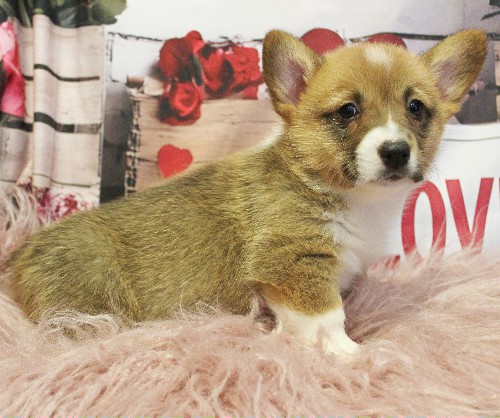 puppy, for, sale, Pembroke Welsh Corgi, Melvin  King, dog, breeder, Honey Brook, PA, dog-breeder, puppy-for-sale, forsale, nearby, find, puppyfind, locator, puppylocator, aca
