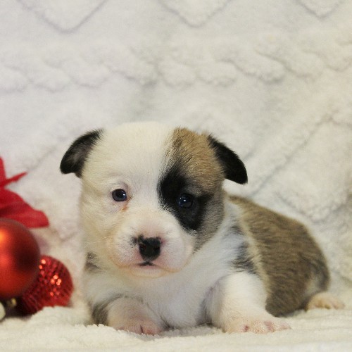 puppy, for, sale, Pembroke Welsh Corgi, Melvin  Fisher, dog, breeder, Coatesville, PA, dog-breeder, puppy-for-sale, forsale, nearby, find, puppyfind, locator, puppylocator, aca