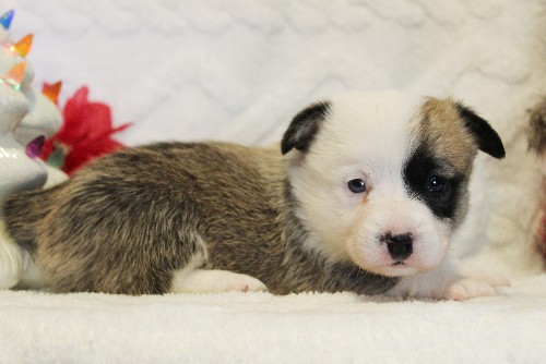 puppy, for, sale, Pembroke Welsh Corgi, Melvin  Fisher, dog, breeder, Coatesville, PA, dog-breeder, puppy-for-sale, forsale, nearby, find, puppyfind, locator, puppylocator, aca