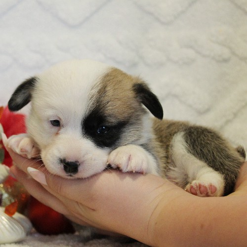 puppy, for, sale, Pembroke Welsh Corgi, Melvin  Fisher, dog, breeder, Coatesville, PA, dog-breeder, puppy-for-sale, forsale, nearby, find, puppyfind, locator, puppylocator, aca