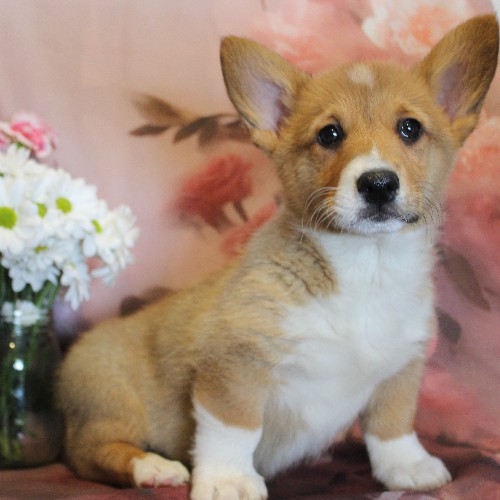 puppy, for, sale, Pembroke Welsh Corgi, Melvin  King, dog, breeder, Honey Brook, PA, dog-breeder, puppy-for-sale, forsale, nearby, find, puppyfind, locator, puppylocator, aca