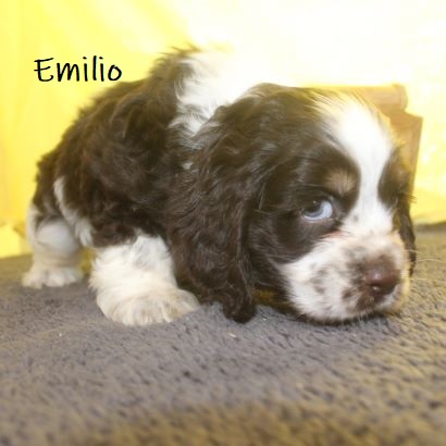 puppy, for, sale, Cocker Spaniel, Joe & Cherri  Overlease, dog, breeder, Miller, MO, dog-breeder, puppy-for-sale, forsale, nearby, find, puppyfind, locator, puppylocator, aca