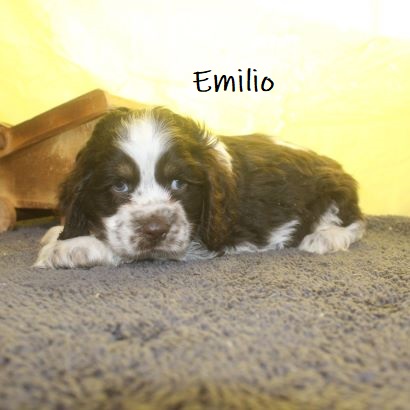 puppy, for, sale, Cocker Spaniel, Joe & Cherri  Overlease, dog, breeder, Miller, MO, dog-breeder, puppy-for-sale, forsale, nearby, find, puppyfind, locator, puppylocator, aca