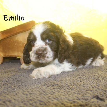 puppy, for, sale, Cocker Spaniel, Joe & Cherri  Overlease, dog, breeder, Miller, MO, dog-breeder, puppy-for-sale, forsale, nearby, find, puppyfind, locator, puppylocator, aca