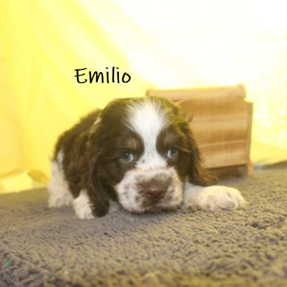 puppy, for, sale, Cocker Spaniel, Joe & Cherri  Overlease, dog, breeder, Miller, MO, dog-breeder, puppy-for-sale, forsale, nearby, find, puppyfind, locator, puppylocator, aca