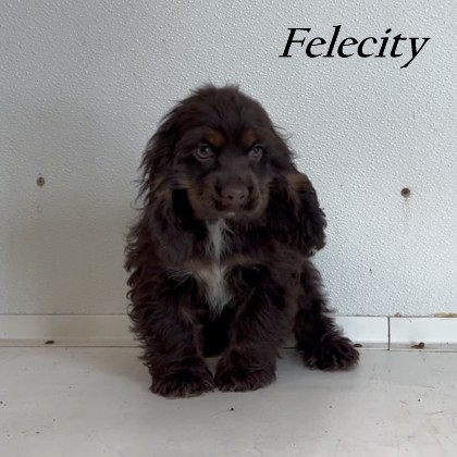 puppy, for, sale, Cockilear, Joe & Cherri  Overlease, dog, breeder, Miller, MO, dog-breeder, puppy-for-sale, forsale, nearby, find, puppyfind, locator, puppylocator, aca