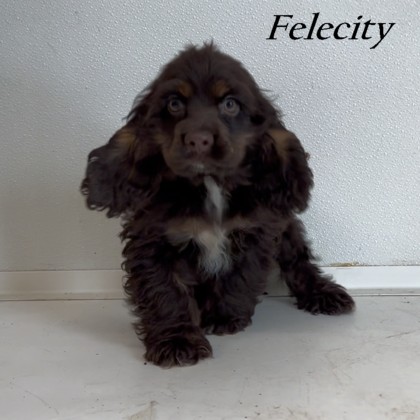 puppy, for, sale, Cockilear, Joe & Cherri  Overlease, dog, breeder, Miller, MO, dog-breeder, puppy-for-sale, forsale, nearby, find, puppyfind, locator, puppylocator, aca