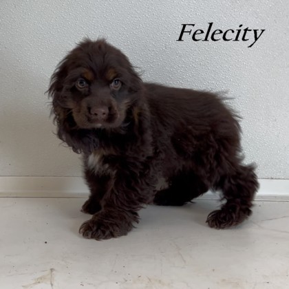 puppy, for, sale, Cockilear, Joe & Cherri  Overlease, dog, breeder, Miller, MO, dog-breeder, puppy-for-sale, forsale, nearby, find, puppyfind, locator, puppylocator, aca