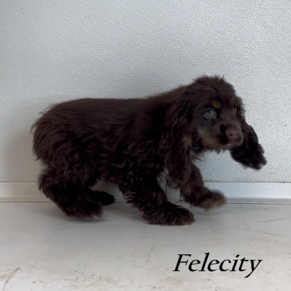 puppy, for, sale, Cockilear, Joe & Cherri  Overlease, dog, breeder, Miller, MO, dog-breeder, puppy-for-sale, forsale, nearby, find, puppyfind, locator, puppylocator, aca
