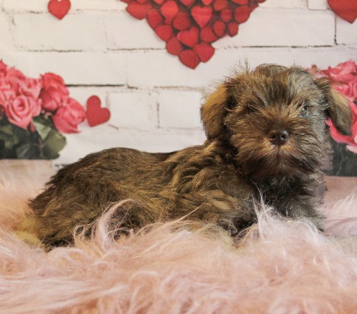 puppy, for, sale, Miniature Schnauzer, rueben  King, dog, breeder, Honey Brook, PA, dog-breeder, puppy-for-sale, forsale, nearby, find, puppyfind, locator, puppylocator, aca