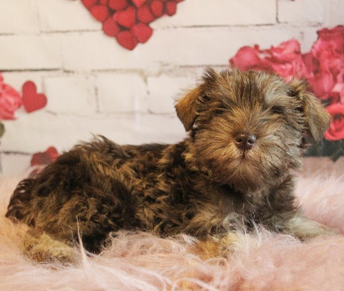 puppy, for, sale, Miniature Schnauzer, rueben  King, dog, breeder, Honey Brook, PA, dog-breeder, puppy-for-sale, forsale, nearby, find, puppyfind, locator, puppylocator, aca