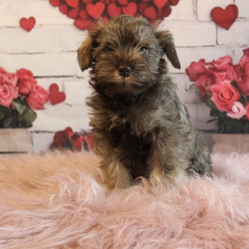puppy, for, sale, Miniature Schnauzer, rueben  King, dog, breeder, Honey Brook, PA, dog-breeder, puppy-for-sale, forsale, nearby, find, puppyfind, locator, puppylocator, aca