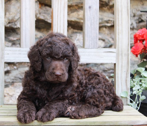 puppy, for, sale, Standard Poodle, John  Stoltzfus, dog, breeder, Christiana, PA, dog-breeder, puppy-for-sale, forsale, nearby, find, puppyfind, locator, puppylocator, aca
