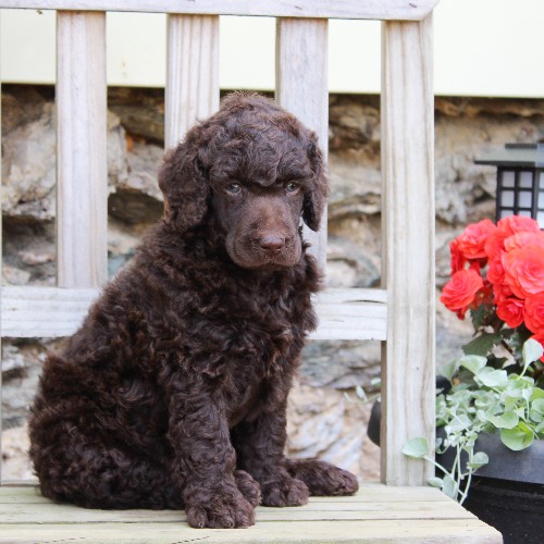 puppy, for, sale, Standard Poodle, John  Stoltzfus, dog, breeder, Christiana, PA, dog-breeder, puppy-for-sale, forsale, nearby, find, puppyfind, locator, puppylocator, aca