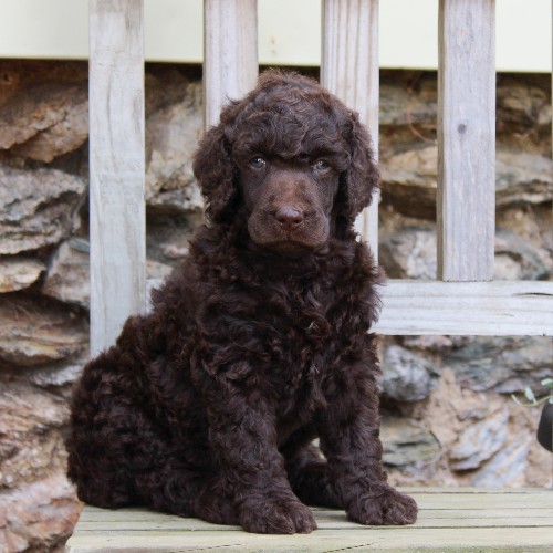 puppy, for, sale, Standard Poodle, John  Stoltzfus, dog, breeder, Christiana, PA, dog-breeder, puppy-for-sale, forsale, nearby, find, puppyfind, locator, puppylocator, aca