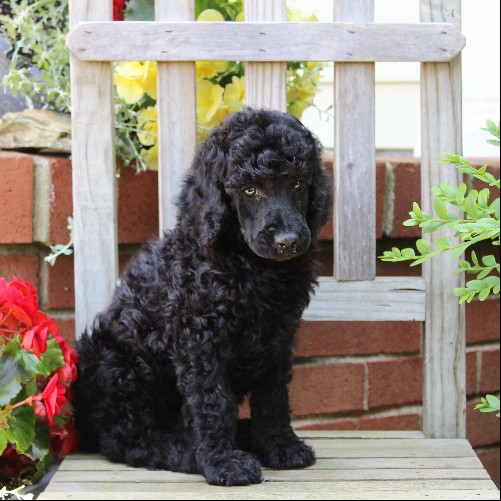 puppy, for, sale, Standard Poodle, John  Stoltzfus, dog, breeder, Christiana, PA, dog-breeder, puppy-for-sale, forsale, nearby, find, puppyfind, locator, puppylocator, aca