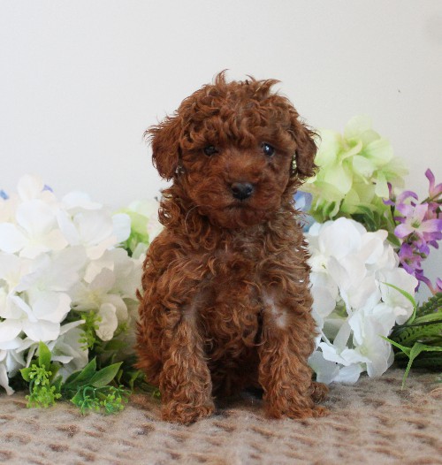 puppy, for, sale, Toy Poodle, Melvin  Fisher, dog, breeder, Coatesville, PA, dog-breeder, puppy-for-sale, forsale, nearby, find, puppyfind, locator, puppylocator, aca