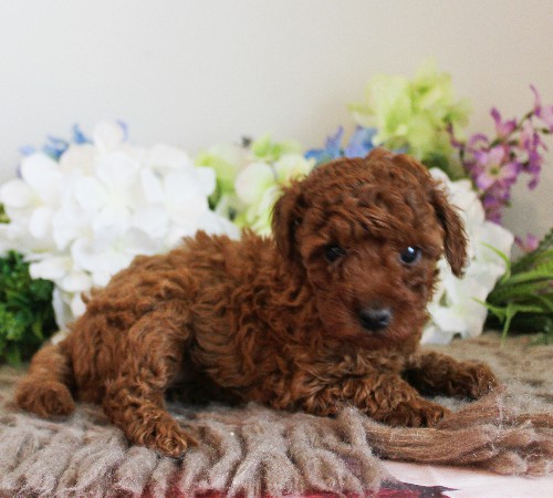 puppy, for, sale, Toy Poodle, Melvin  Fisher, dog, breeder, Coatesville, PA, dog-breeder, puppy-for-sale, forsale, nearby, find, puppyfind, locator, puppylocator, aca