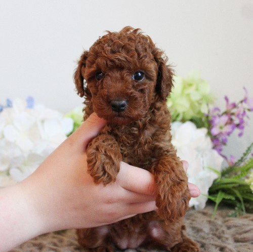 puppy, for, sale, Toy Poodle, Melvin  Fisher, dog, breeder, Coatesville, PA, dog-breeder, puppy-for-sale, forsale, nearby, find, puppyfind, locator, puppylocator, aca