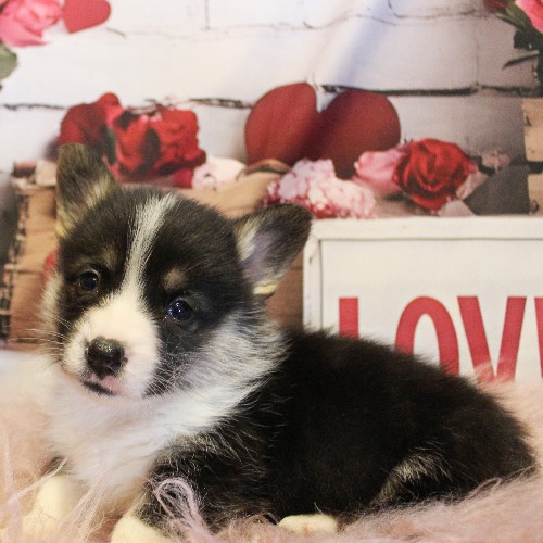 puppy, for, sale, Pembroke Welsh Corgi, Melvin  Fisher, dog, breeder, Coatesville, PA, dog-breeder, puppy-for-sale, forsale, nearby, find, puppyfind, locator, puppylocator, aca