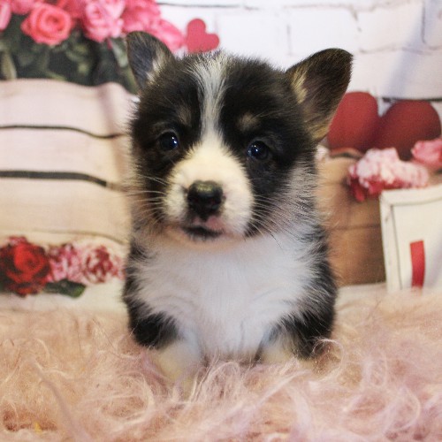 puppy, for, sale, Pembroke Welsh Corgi, Melvin  Fisher, dog, breeder, Coatesville, PA, dog-breeder, puppy-for-sale, forsale, nearby, find, puppyfind, locator, puppylocator, aca